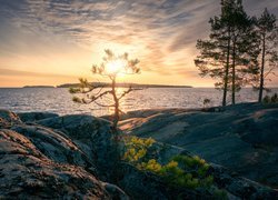 Zachód słońca, Jezioro Ładoga, Skały, Drzewa, Sosna, Karelia, Rosja
