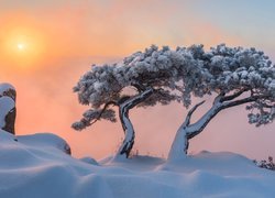 Korea Południowa, Prowincja Jeolla Północna, Park Prowincjonalny Daedunsan, Góra Daedunsan, Sosny, Wschód Słońca, Drzewa, Zima, Mgła