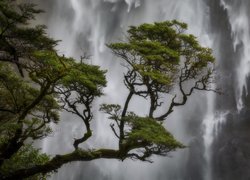 Sosny na tle wodospadu Devils Punch Bowl Falls