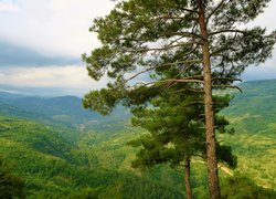 Sosny, Wzgórze, Dolina, Góry