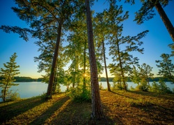 Stany Zjednoczone, Stan Alabama, Obszar rekreacyjny Veasey Creek Recreation Area, Jezioro West Point, Drzewa, Sosny