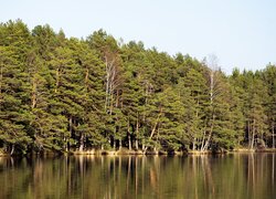 Jezioro, Las, Sosny, Drzewa