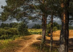 Drzewa, Sosny, Ścieżka, Krzewy, Chmury