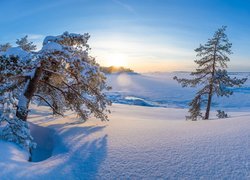 Zima, Śnieg, Wschód słońca, Drzewa, Sosny