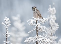 Sowa jarzębata na ośnieżonym drzewku