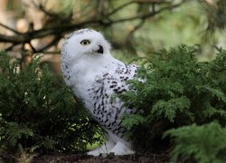 Sowa śnieżna w zielonych gałązkach