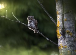 Sóweczka zwyczajna na gałązce