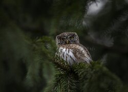 Sóweczka zwyczajna na iglastej gałązce