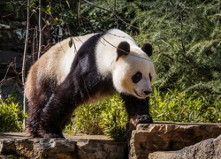 Panda, Zarośla