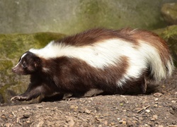 Spacer skunksa po skałach