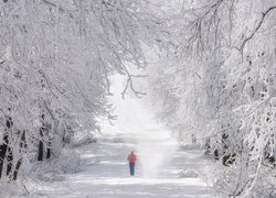 Zima, Las, Śnieg, Drzewa, Ośnieżone, Gałęzie, Droga, Kobieta, Spacer