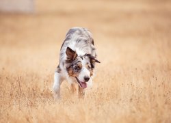 Pies, Border collie, Łąka, Trawy
