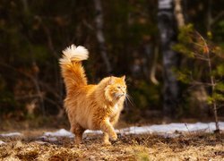 Spacerujący rudowłosy kot