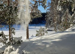 Spadający śnieg z ośnieżonych drzew