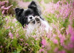 Spaniel kontynentalny miniaturowy Papillon we wrzosach