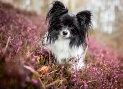 Spaniel kontynentalny miniaturowy Papillon we wrzosach