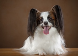 Spaniel kontynentalny miniaturowy papillon, Język