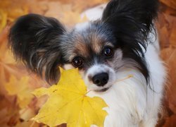 Spaniel kontynentalny Papillon z liściem w pyszczku