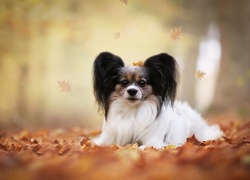 Spaniel miniaturowy papillon położył się w liściach