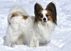 Spaniel Papillon na śniegu