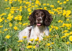 Pies, Springer spaniel angielski, Łąka, Kwiaty, Mniszek