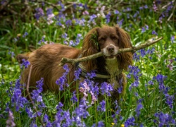 Spaniel z patykiem w pyszczku na kwiatowej łące