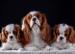 Cavalier king charles spaniel, Szczenięta, Suczka, Koc, Ciemne tło