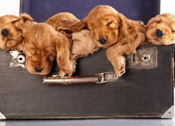 Szczeniaki, Cocker spaniel angielski, Walizka