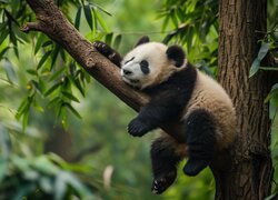 Śpiąca, Panda, Drzewo, Konar, Grafika