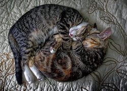 Dwa, Koty, Przytulone, Śpiące