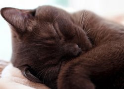Śpiący czarny kot
