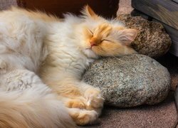Śpiący kot na kamieniach obok lampionu