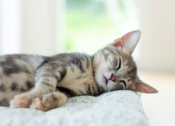 Śpiący kotek na poduszce