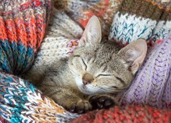Śpiący kotek w kolorowym szaliku