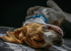 Śpiący pies rasy beagle