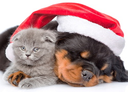 Śpiący piesek w czapce Mikołaja obejmuje kotka