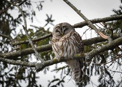 Śpiący puszczyk kreskowany na gałęzi