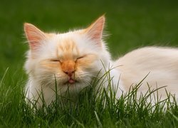 Śpiący rudy kot z wystawionym językiem