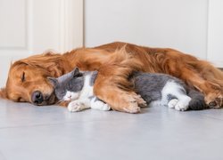 Śpiący rudy pies i kot