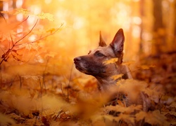 Spoglądający zza liści owczarek belgijski odmiany malinois