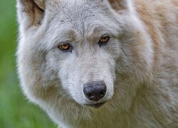 Spojrzenie białego wilka w zbliżeniu