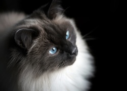 Spojrzenie niebieskookiego kotka birmańskiego