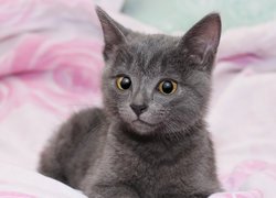 Spojrzenie szarego kotka