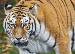 Spojrzenie tygrysa syberyjskiego