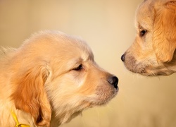 Spotkanie dwóch piesków rasy golden retriever