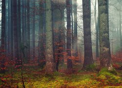 Jesień, Las, Drzewa, Mgła, Zrudziałe, Liście