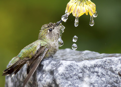 Spragniony koliber pije wodę z kwiatka