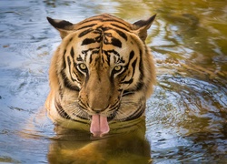 Spragniony tygrys w wodzie