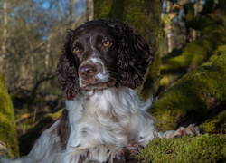 Springer spaniel angielski leży na omszałych gałęziach drzewa