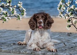 Springer spaniel angielski na deskach